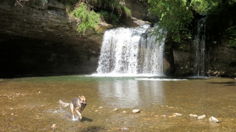 Herisson waterfall : fish-dog